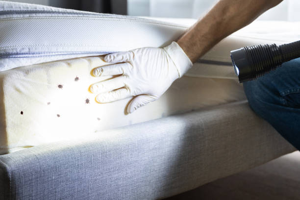 Best Bed Bug Extermination  in Leander, TX