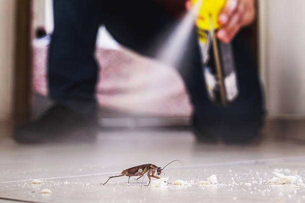 Best Insect Control  in Leander, TX